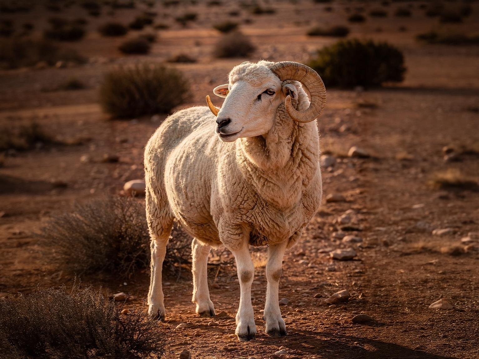 Sheep illustration